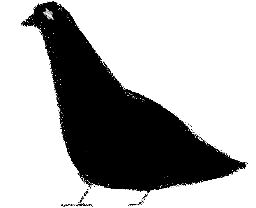 dizzy pigeon walk cycle